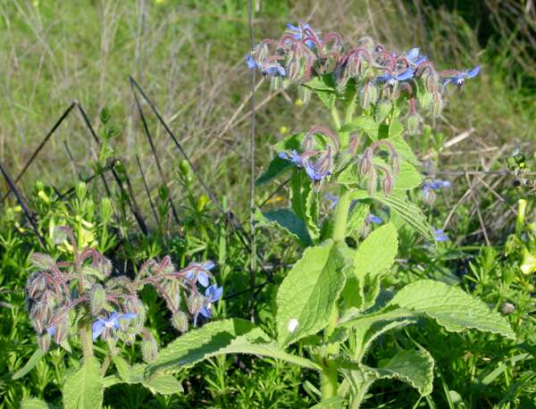 Borago officinalis, Borage, on a disturbed roadside verge