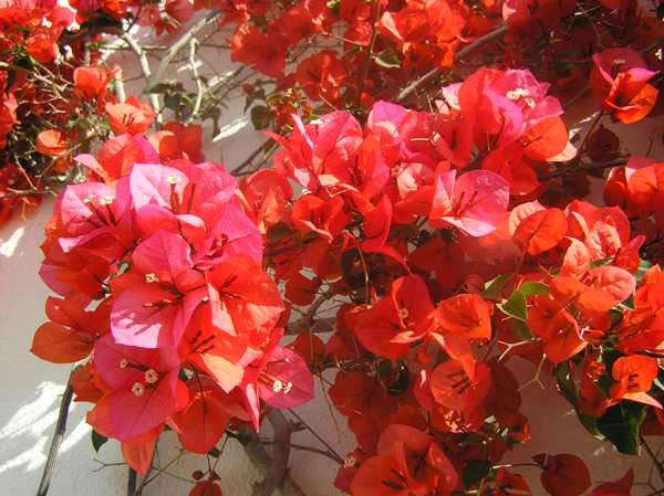 Bougainvillea glabra
