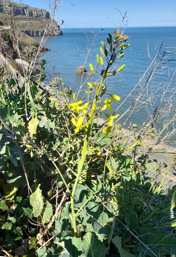Wild Cabbage on Great Orme, Llandudno, Wales