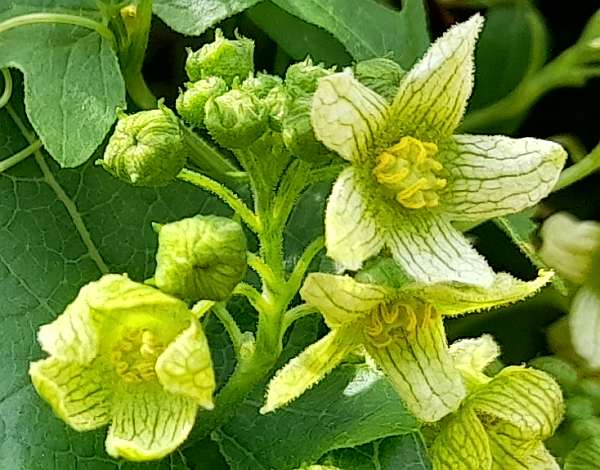 White‪ Bryony, Jersey, the Channel Islands