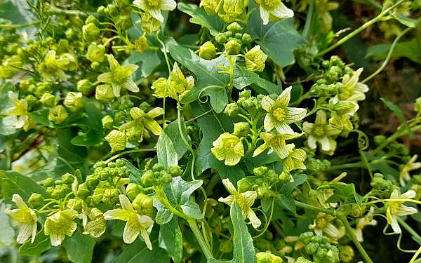 White Bryony in Jersey, Channel Isles