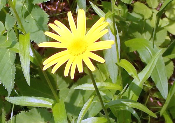 Yellow Oxeye