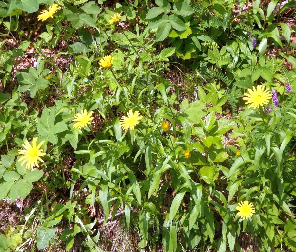 Yellow Oxeye Daisy flowers