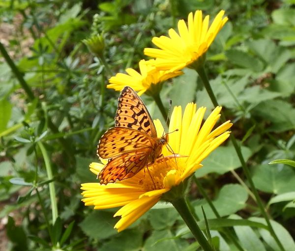 Fritillary butterfly on an Oxeye Daisy flower