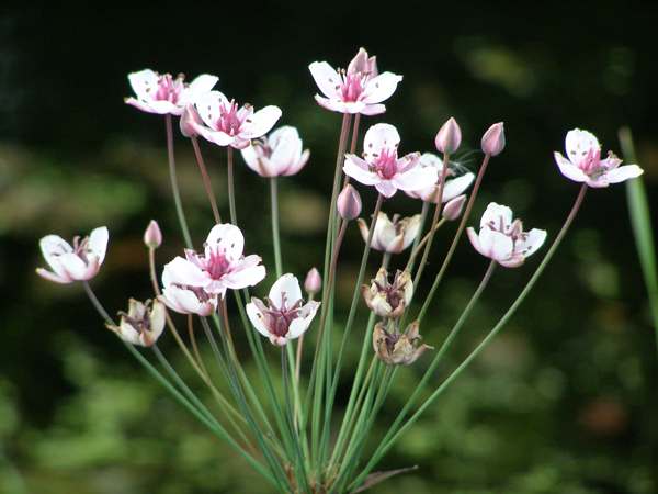 Flowering Rush