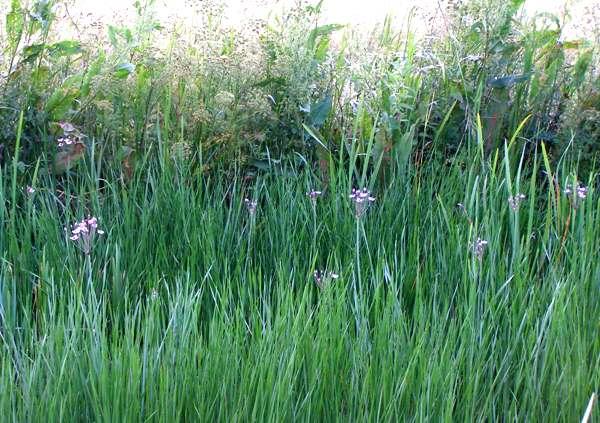 Flowering Rush at the margin of a canal