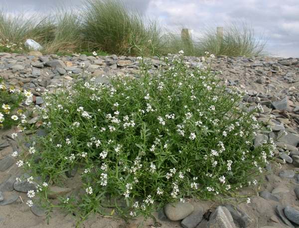Cakile maritima, Sea Rocket