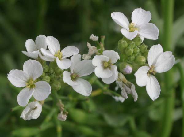 Closeup of Sea Rocket flowers