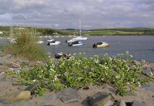 Sea Rocket, Teifi Estuary, Wales