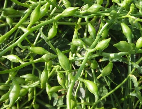 Seed pods of Cakile maritima, Sea Rocket