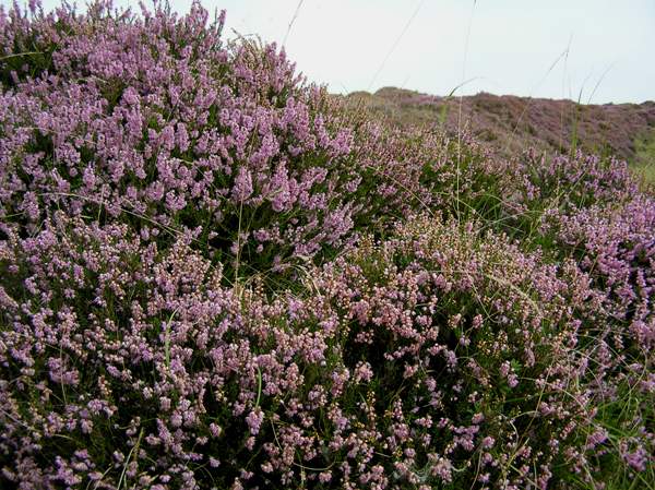 Calluna vulgaris, Common Heather