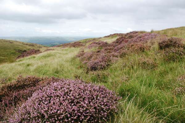 Coastal heathland, Pembrokeshire, South Wales