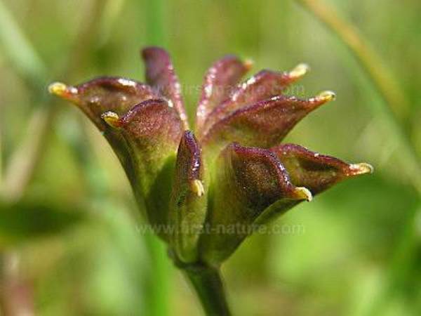 Close-up picture of seedpods of Caltha palustris