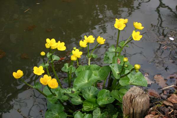 Marsh Marigolds beside a small stream