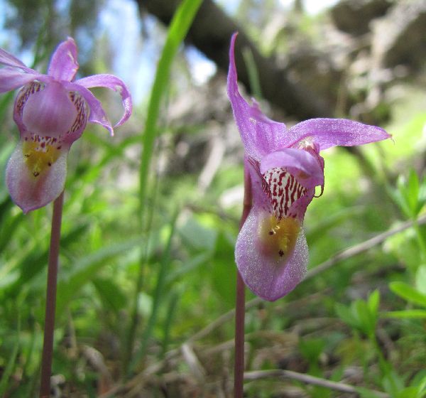 Calypso bulbosa in typical habitat