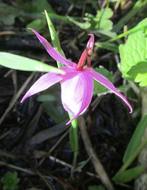 Closeup picture of Calypso bulbosa