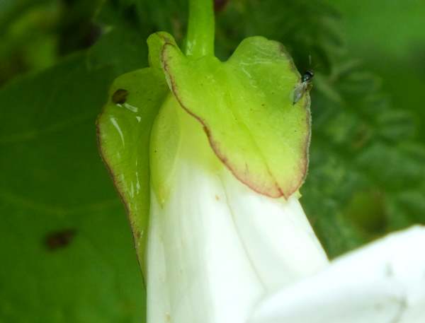Bracts of Calystegia sepium