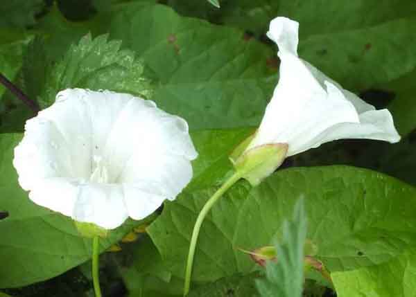 Hedge bindweed, Powys, Wales