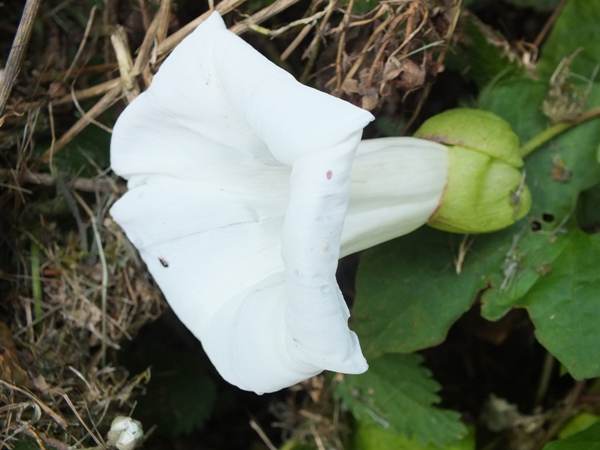 Large Bindweed