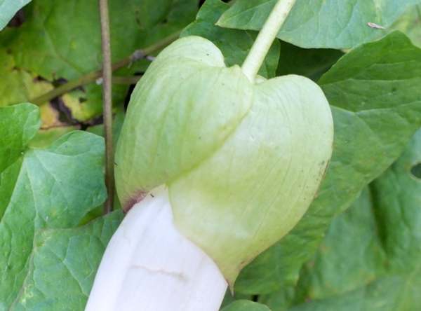 Closeup iof bracts, Large Bindweed Calystegia silvatica