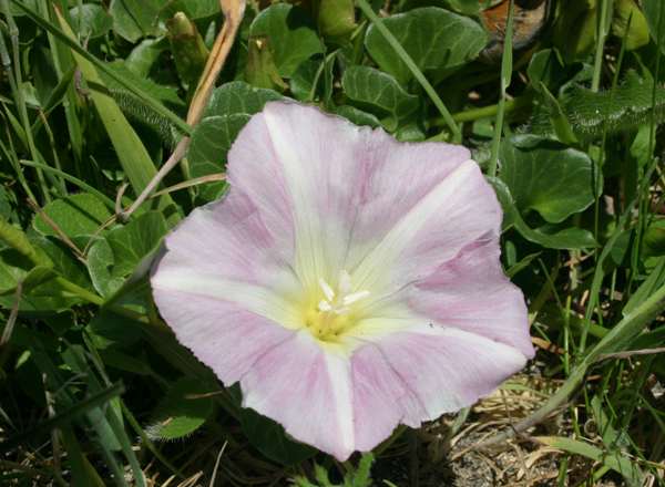 Calystegia soldanella, Sea Bindweed