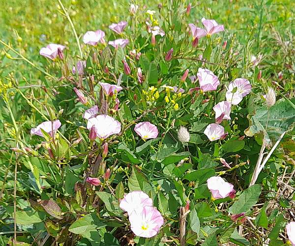 Colourful buds od Sea Bindweed