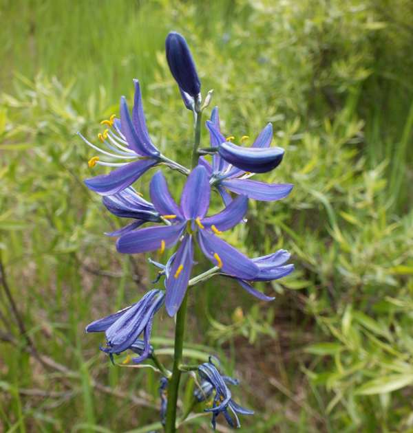 Camassia quamash - Common Camas