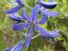 Camassia quamash