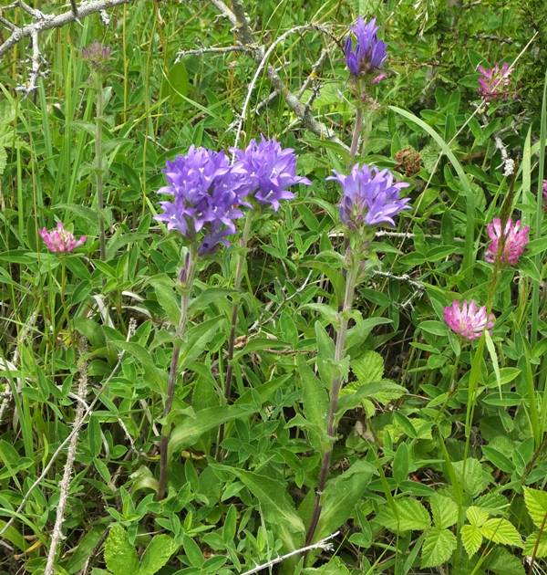 Clustered Bellflower