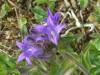 Clustered Bellflower Campanula glomerata
