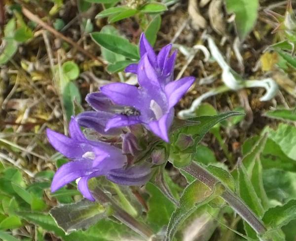 Clustered Bellflower, closeup of flowers