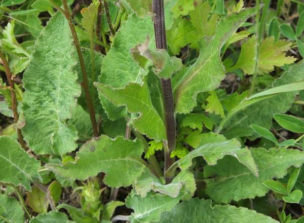 Campanula glomerata, leaves and stems