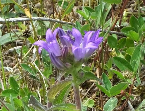 Clustered Bellflower, Yorkshire