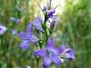 Campanula rapunculus, Rampion Bellflower