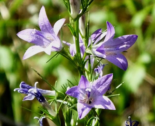 Rampion Bellflower, France