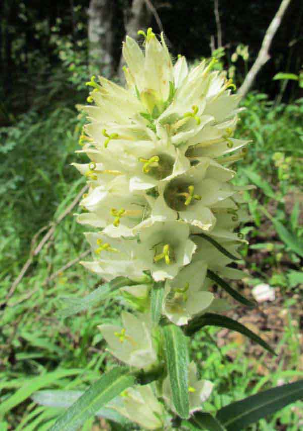 Yellow Bellflower