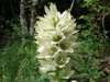 Campanula thyrsoides, Yellow Bellflower
