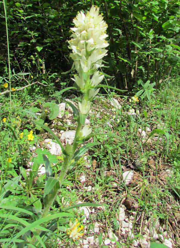 Campanula thrysoides showing leaves and flowers