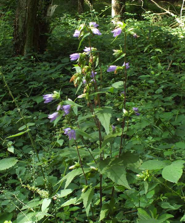 Nettle-leaved Bellflower, Campanula trachelium