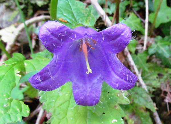 Close-up of flower of Nettle-leaved bellflower, Campanula trachelium