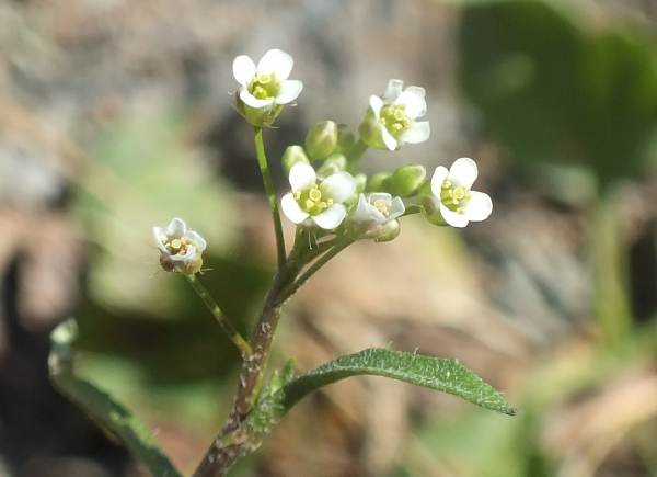 Flowers of Capsella bursa-pastoris, Shepherd's Purse