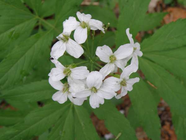 Coralroot, Cardamine bulbifera, France