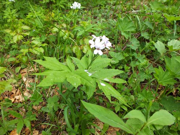 Coralroot, northern France