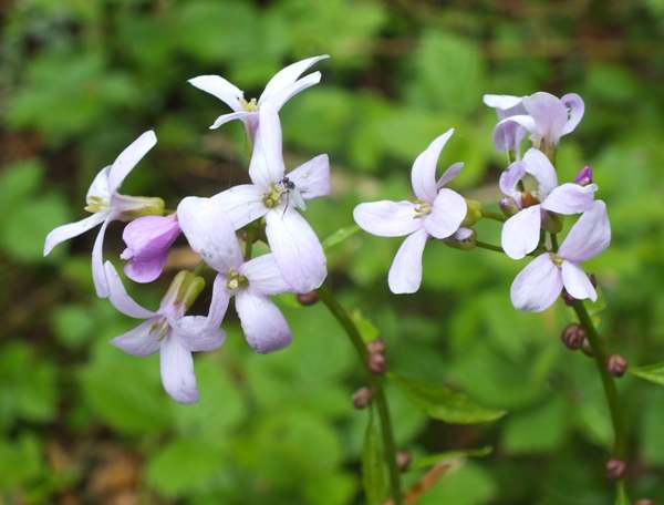 Coralroot, Cardamine bulbifera