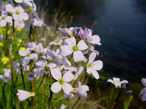 Cuckoo Flower at Cors y Llyn