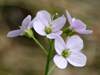 Cardamine pratensis, Cuckooflower