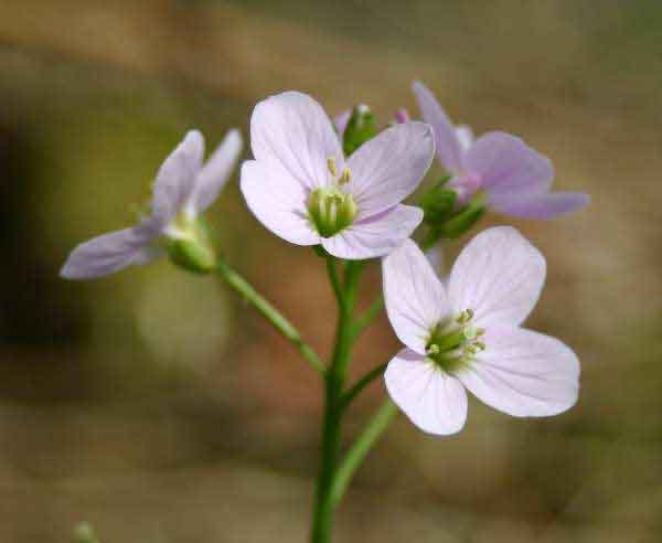 Cuckoo Flower, closeup picture