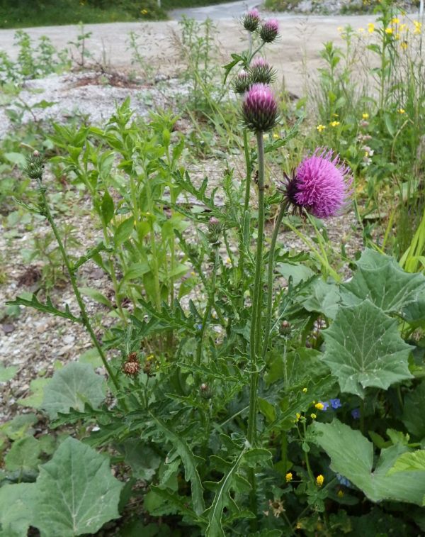Mountain Thistle Carduus defloratus,