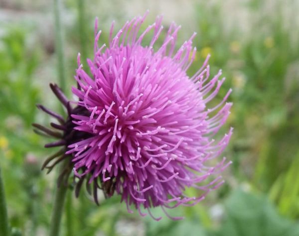 The lovely flower of a Mountain Thistle