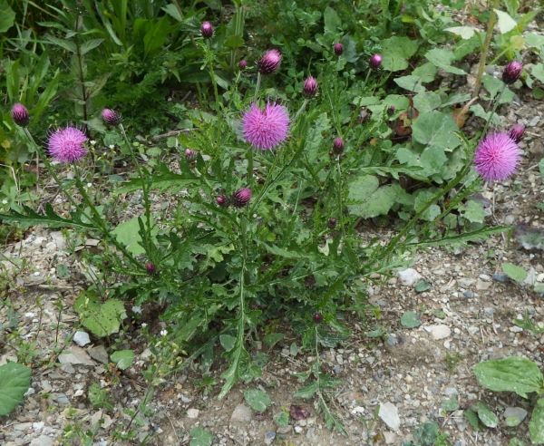 Mountain Thistle in Slovenia